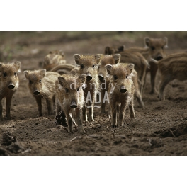 Young wild-boars