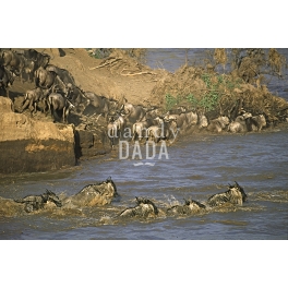 Gnu in Mara river